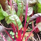 40 Seeds PINK LIPSTICK SWISS CHARD Vegetable  Perpetual Spinach Beta Vulgaris