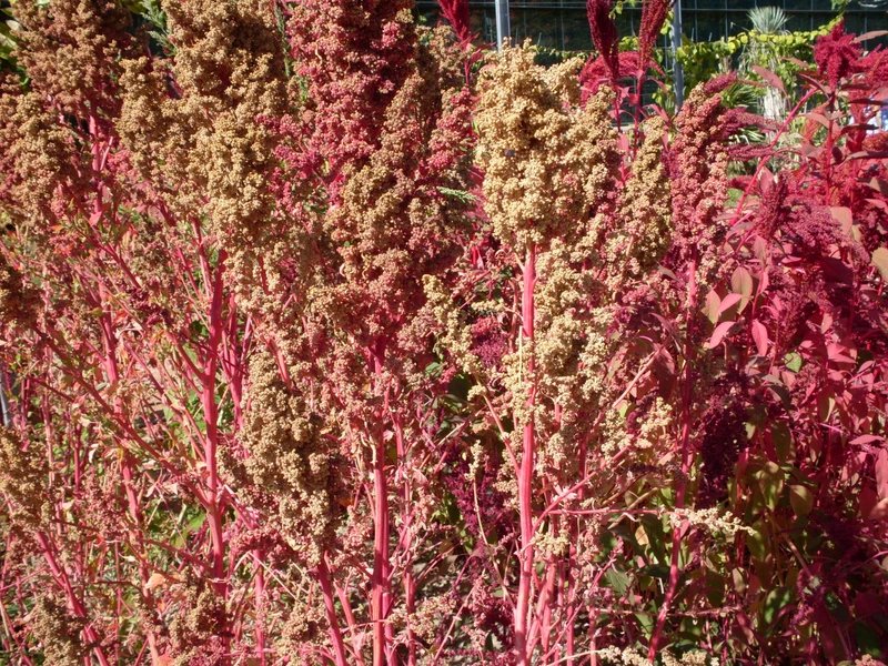50 Seeds Organic RED AZTEC SPINACH Huauzontle Chenopodium Berlandieri Vegetable