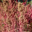 50 Seeds Organic RED AZTEC SPINACH Huauzontle Chenopodium Berlandieri Vegetable