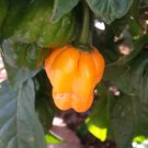 40 Seeds ORANGE SCOTCH BONNET PEPPER very hot Jamaican Capsicum Annuum Vegetable