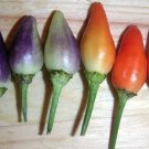 25 Seeds BOLIVIAN RAINBOW PEPPER MULTI COLORED CHILI Capsicum Annuum Vegetable