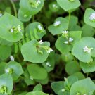 100 Seeds MINER's-lETTUCE Winter Purslane Spinach Claytonia Perfoliata Vegetable