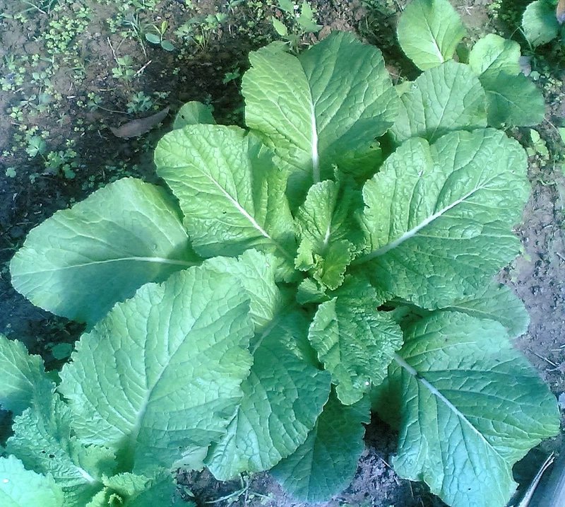 3000 Seeds FLORIDA BROADLEAF MUSTARD Brassica Juncea Herb Vegetable