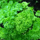500 Seeds FOREST GREEN PARSLEY Petroselinum Crispum Double Triple Curl Vegetable