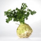 500 Seeds GIANT PRAGUE CELERIAC Apium Graveolens Rapaceum Vegetable