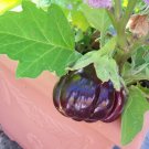 25 Seeds RUFFLED RED EGGPLANT Pumpkin On A Stick Edible & Ornamental Solanum Melongena