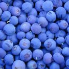 50 Seeds NORTHERN HIGHBUSH BLUEBERRY BUSH Fruit Berry Shrub