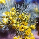 50 Seeds Yellow FEATHERY CASSIA Green Senna Artemisioides Flower
