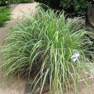 100 Seeds-lEMONGRASs-lemon Grass Herb Vegetable Ornamental Cymbopogon Flexuosus