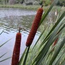 50 Seeds CATTAILS Cat Tails Typha Latifolia Water Pond Grass Flower