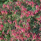 10 Seeds ROSE CIGAR PLANT Mexican Firecracker Cuphea Ignea Pink Yellow Flower