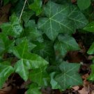 10 Seeds BOSTON IVY Parthenocissus Tricuspidata Veitchii Vine