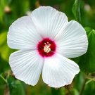 25 Seeds-lUNA WHITE HARDY HIBISCUS Moscheutos Flower Small Bush