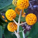 10 Seeds ORANGE BALL GOLDEN BUTTERFLY BUSH Buddleja Globosa Shrub Flower