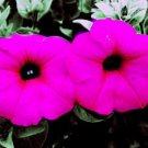 1000 Seeds SHANIN PETUNIA Integrifolia Violacea Pink Purple Wild Flower