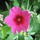 10 Seeds KENAF HIBISCUS Cannabinus Red Flower