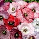 100 Seeds MOTHER OF PEARL POPPY MIX Papaver Rhoeas Flower  Mixed Colors