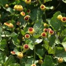 100 Seeds TOOTHACHE EYEBALL PLANT Spilanthes Oleracea Flower  Red Yellow