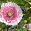 1000 Seeds PINK & WHITE POPPY Papaver Flower