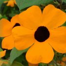 30 Seeds BLACK EYED SUSAN VINE Thunbergia Alata Flower