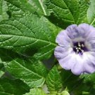 100 Seeds APPLE OF PERU Shoofly Plant Nicandra Physalodes Flower