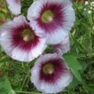 25 Seeds-lAVENDER & PURPLE HOLLYHOCK Alcea Rosea Flower  Perennial
