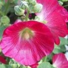 25 Seeds BRIGHT HOT PINK HOLLYHOCK Alcea Rosea Flower  Perennial