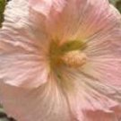 25 Seeds PEACH HOLLYHOCK Alcea Rosea Flower  Perennial