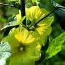 25 Seeds YELLOW HOLLYHOCK Alcea Rosea Flower  Perennial