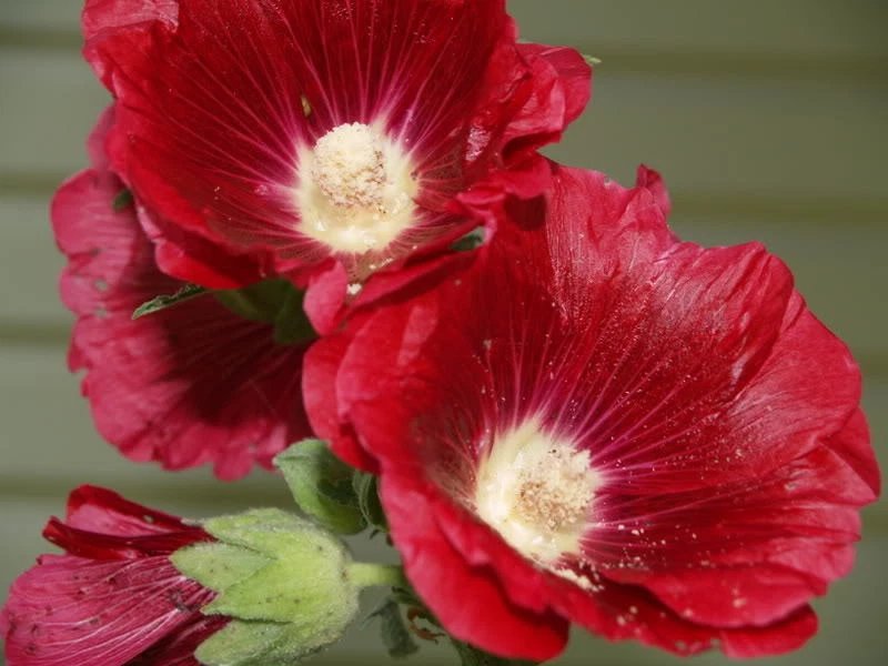 25 Seeds DARK RED HOLLYHOCK Alcea Rosea Flower  Perennial