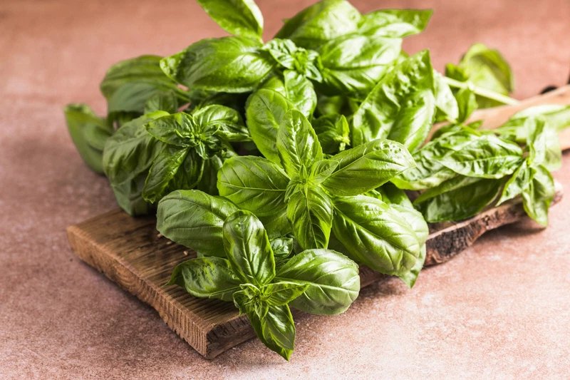 1500 Seeds SWEET BASIL Ocimum Basilicum Herb White Flower