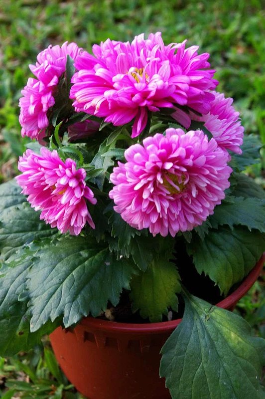 30 Seeds DUCHESS PINK PAEONY ASTER French Peony Callistephus Flower