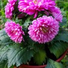 30 Seeds DUCHESS PINK PAEONY ASTER French Peony Callistephus Flower