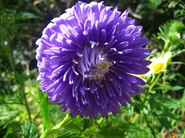 30 Seeds DUCHESS DARK BLUE PAEONY ASTER French Peony Callistephus Flower