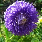 30 Seeds DUCHESS DARK BLUE PAEONY ASTER French Peony Callistephus Flower