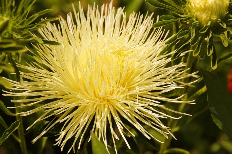 30 Seeds YELLOW NEEDLE ASTER Callistephus Chinensis Flower