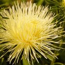 30 Seeds YELLOW NEEDLE ASTER Callistephus Chinensis Flower
