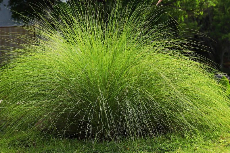 200 Seeds WEEPING LOVE GRASS Ornamental African Lovegrass Eragrostis Curvala