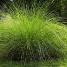 200 Seeds WEEPING LOVE GRASS Ornamental African Lovegrass Eragrostis Curvala