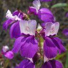 500 Seeds CHINESE HOUSES Pagodas Collinsia Heterophylla Flower