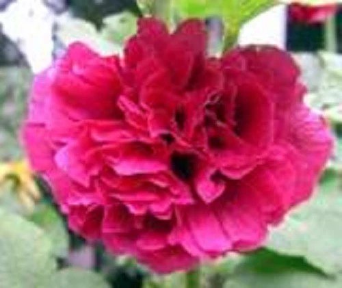 25 Seeds SCARLET DOUBLE RED HOLLYHOCK Alcea Rosea Flower  Perennial