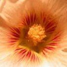 25 Seeds PEACH & BROWN HOLLYHOCK Alcea Rosea Flower  Perennial