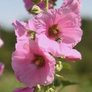 25 Seeds PALE PINK HOLLYHOCK Light Alcea Rosea Flower  Perennial