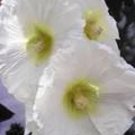 25 Seeds WHITE HOLLYHOCK Alcea Rosea Flower  Perennial