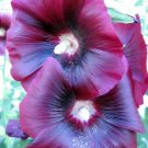25 Seeds BURGUNDY RED HOLLYHOCK Alcea Rosea Flower  Perennial