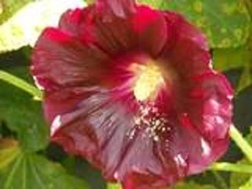 25 Seeds MAROON RED HOLLYHOCK Alcea Rosea Flower  Perennial