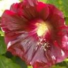 25 Seeds MAROON RED HOLLYHOCK Alcea Rosea Flower  Perennial