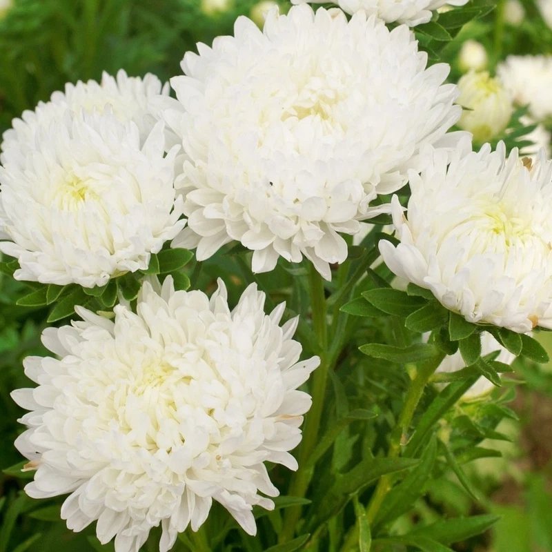 30 Seeds DUCHESS WHITE PAEONY ASTER French Peony Callistephus Flower