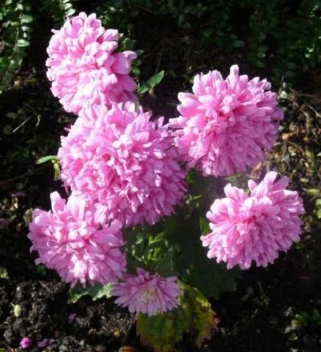 30 Seeds DUCHESS CORAL PAEONY ASTER French Peony Callistephus Flower
