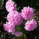 30 Seeds DUCHESS CORAL PAEONY ASTER French Peony Callistephus Flower